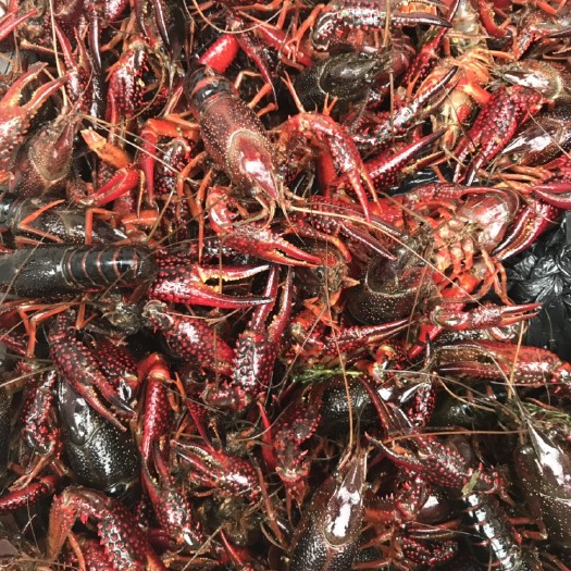 重庆市 重庆本地小龙虾硬规格