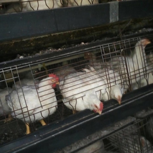 合肥 肉鸡苗。45天出栏体重8斤左右。大肉鸡。保质量