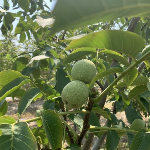 保定当年青皮核桃马上进入采摘，核桃仁带皮无苦涩口感！口感好！