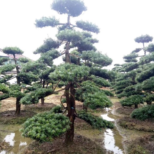长沙 自家造型罗汉松，树型优美，价格美丽，欢迎老板们来实地考察！