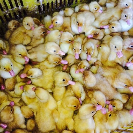 南宁桂柳鸭苗  桂柳大白鸭