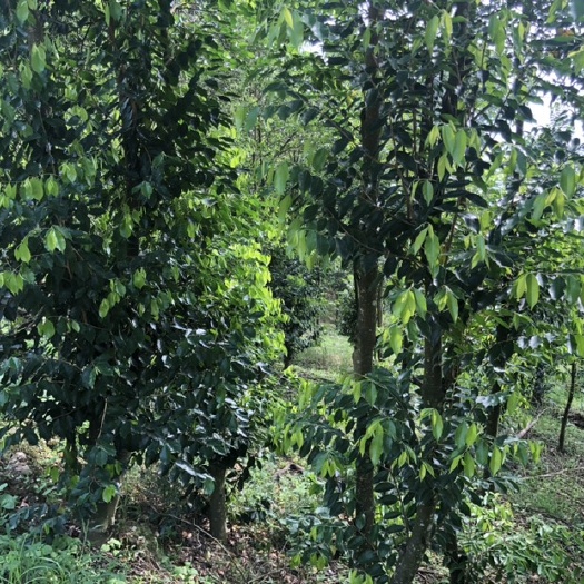 金平县 奇楠沉香树