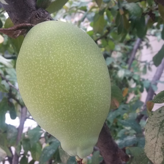侯马市 木瓜鲜果 皱皮木瓜鲜果0.5-1