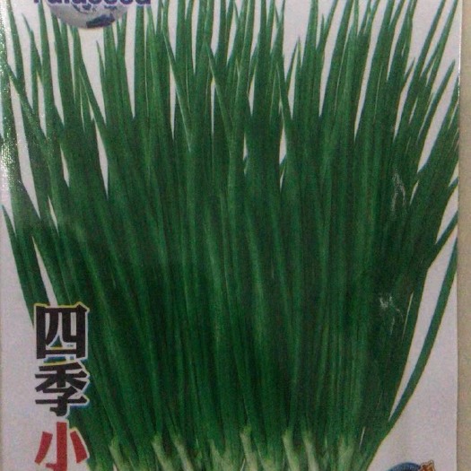 沭阳县香葱种子
