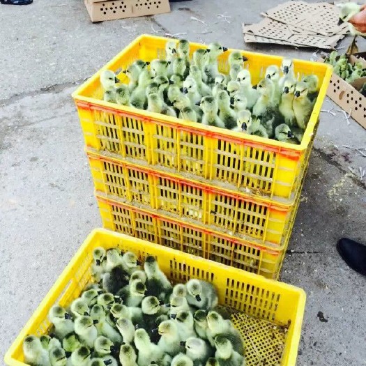南宁狮头鹅苗  狮头鹅