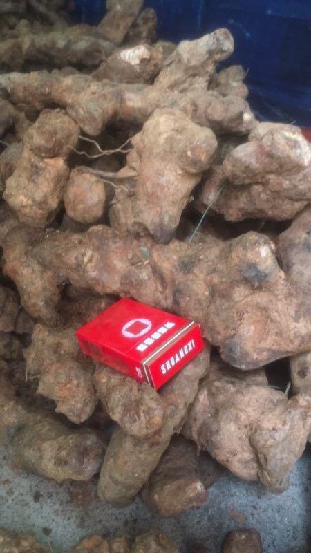 罗定市 缅甸土茯苓