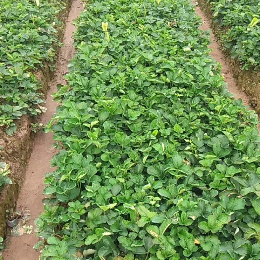 建德市香蕉草莓苗 地栽苗 10~20公分