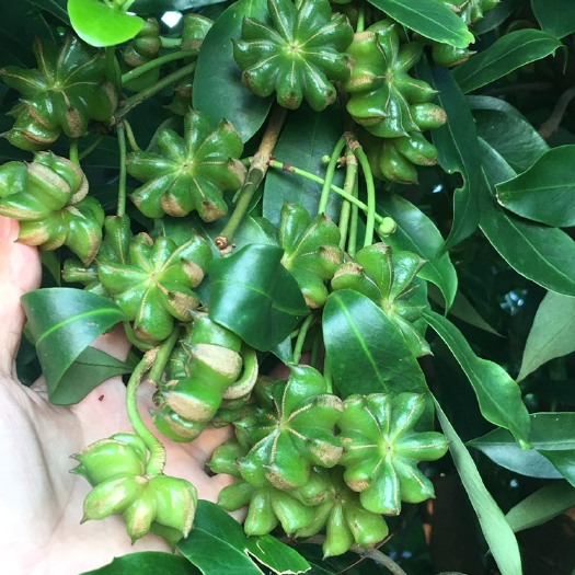 苍梧县八角种子  八角树  嫁接苗 苗圃基地批发零售