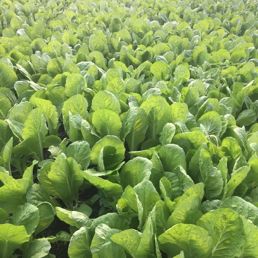 成都毛白菜  优质小白菜、芥菜、瓢儿白、下锅耙