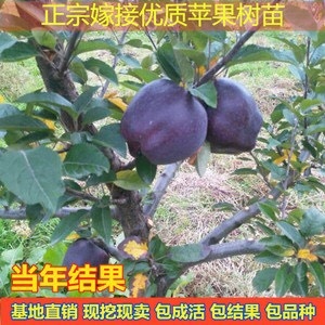 平邑县黑钻苹果树苗 黑钻苹果苗 苹果新品种 基地直销 提供技术 包成活率