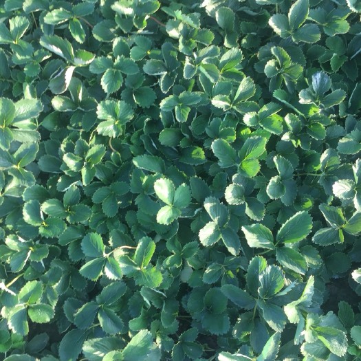 南通红颜草莓苗 10~20公分 地栽苗