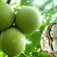 渭南 青皮核桃