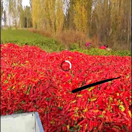 巩留县二荆条辣椒 10~15cm 中辣 红色