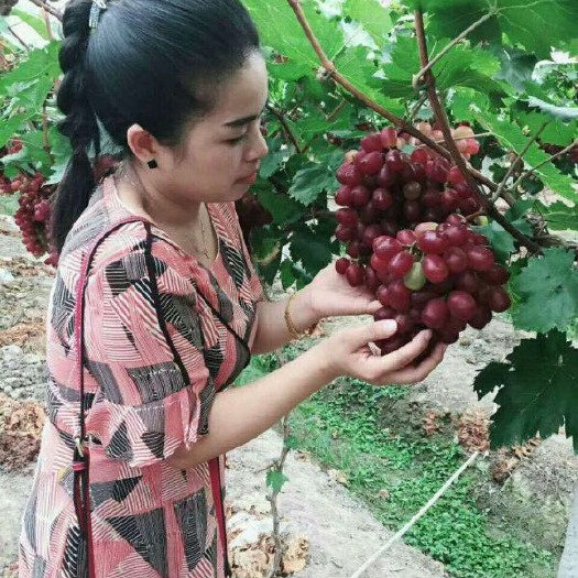 会同县 湖南鹰嘴界自然风景保护区温克红提市农业局挂牌扶持项目红葡萄