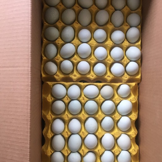 徐州 常年大量供应，各种精品土鸡蛋，农七，花凤等精品蛋