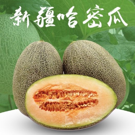 阿克苏市 新疆波斯蜜哈密瓜新鲜一箱8斤精选西州蜜25号当季水果包邮