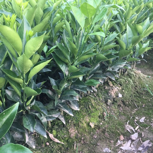 松滋市伦晚脐橙苗，正品嫁接苗，可签纯度合同