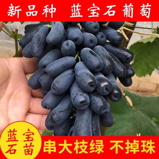 平邑县 甜蜜蓝宝石葡萄苗，品种纯正，包成活 包结果 提供技术指导