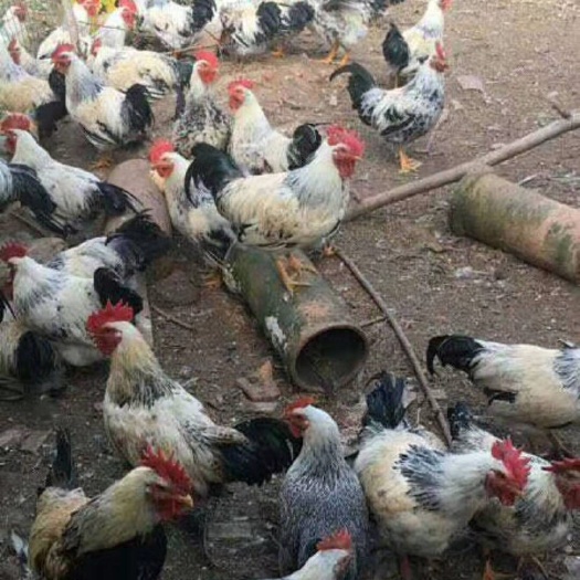 南宁彩凤鸡苗 专业批发各种鸡鸭鹅苗