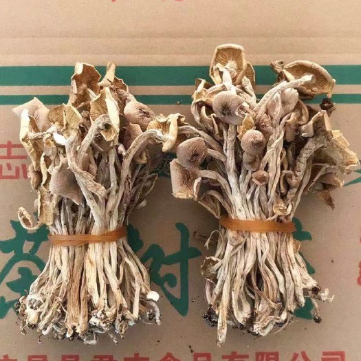 广昌县广昌3号茶树菇  君志 江西广昌开伞茶树菇干货批发 捆把无夹心 新货量大包邮