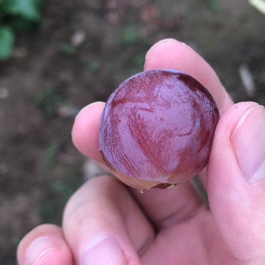清徐县 新鲜红提