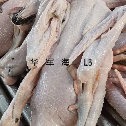 佛山 生鲜鹅黑棕鹅