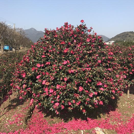 常州茶梅 50~80cm