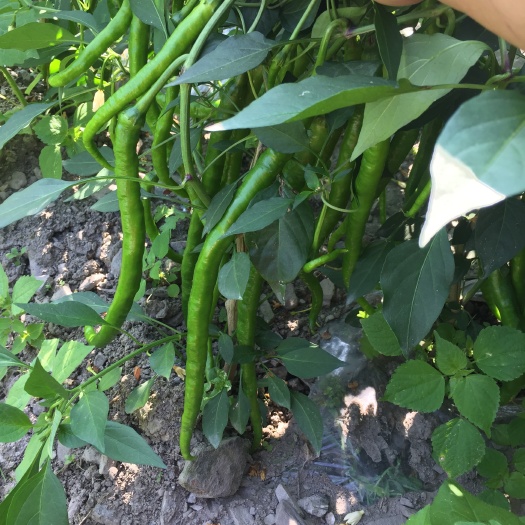 理县二荆条辣椒 中辣 15~20cm 靑色