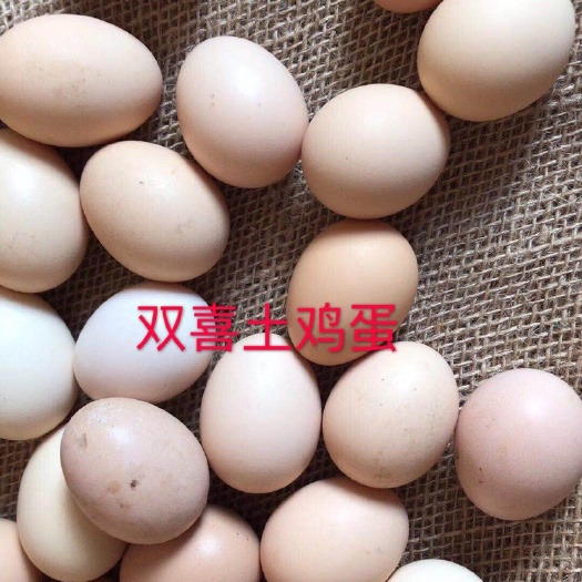 长兴县草鸡种蛋 土鸡种蛋