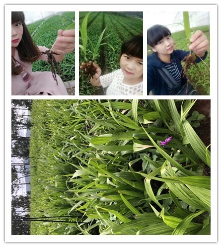 宾川县紫花白芨苗 子花三叉大白芨