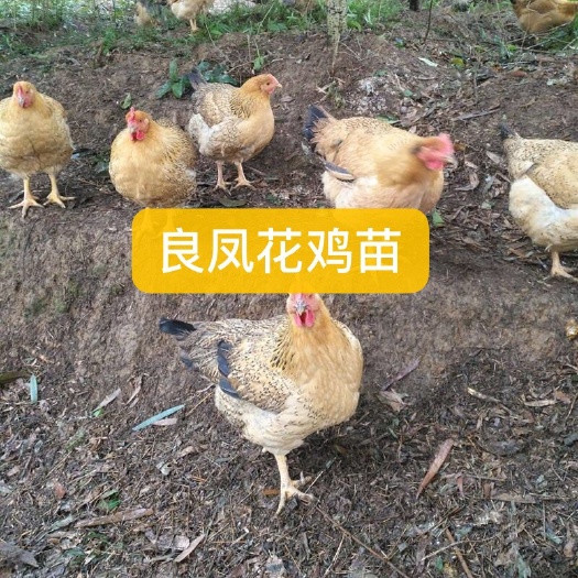 南宁 良凤花鸡苗