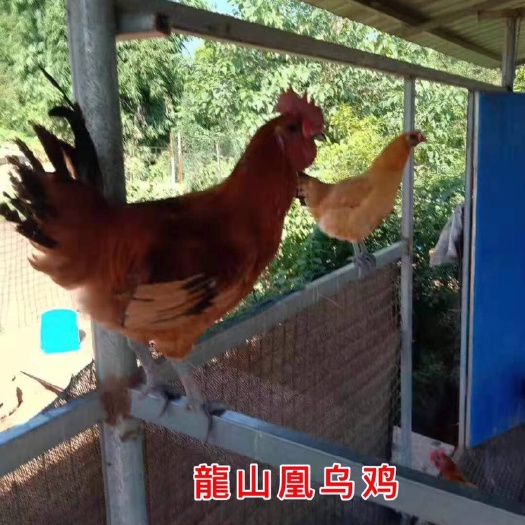 广州乌鸡苗 统货