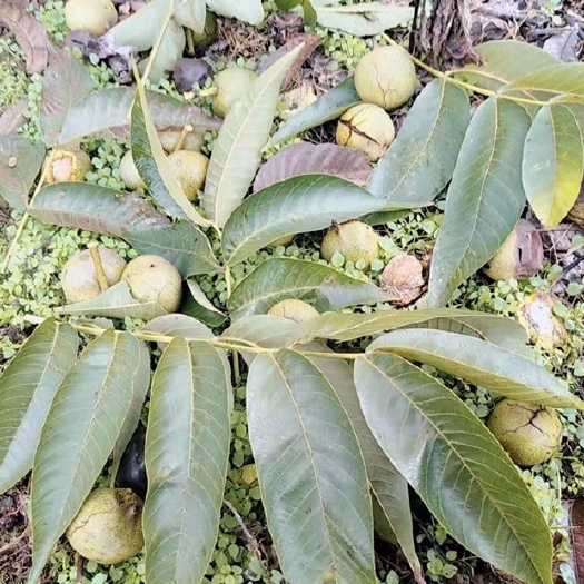 德昌县 自然脱壳的纸皮核桃，油分足实，香味纯正。
