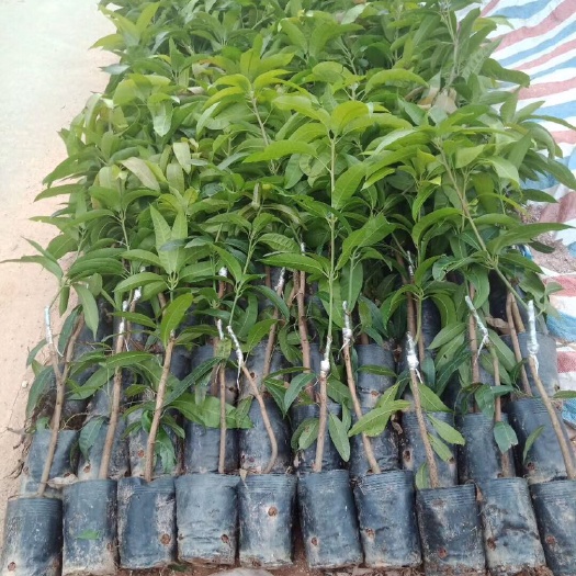 景东县景东晚熟芒果苗  芒果苗，景东晚芒嫁接苗，苗圃地直供，不零售！