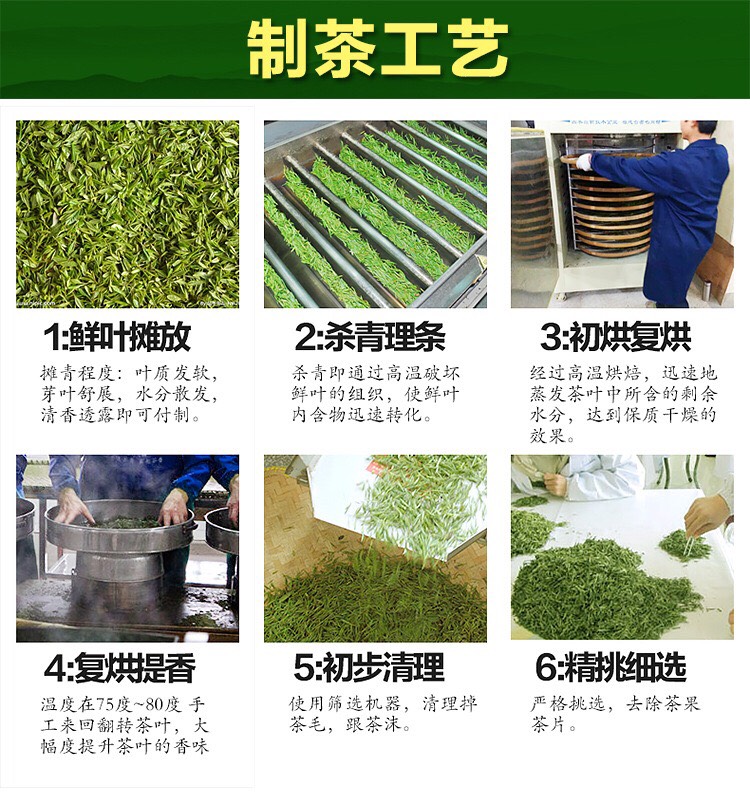 安吉白茶2025年新茶春茶自家茶园批发价格明前茶！