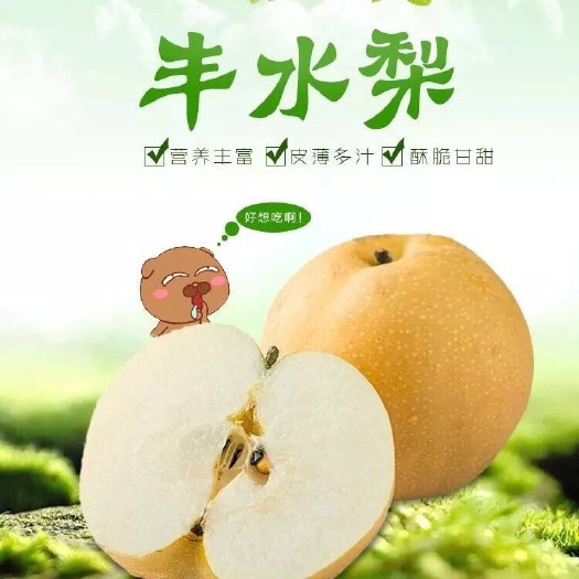 冠县 山东冠县丰水梨，产地直供支持一件代发对接电商平台。