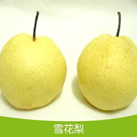 赵县雪花梨 70mm以上 300-350g