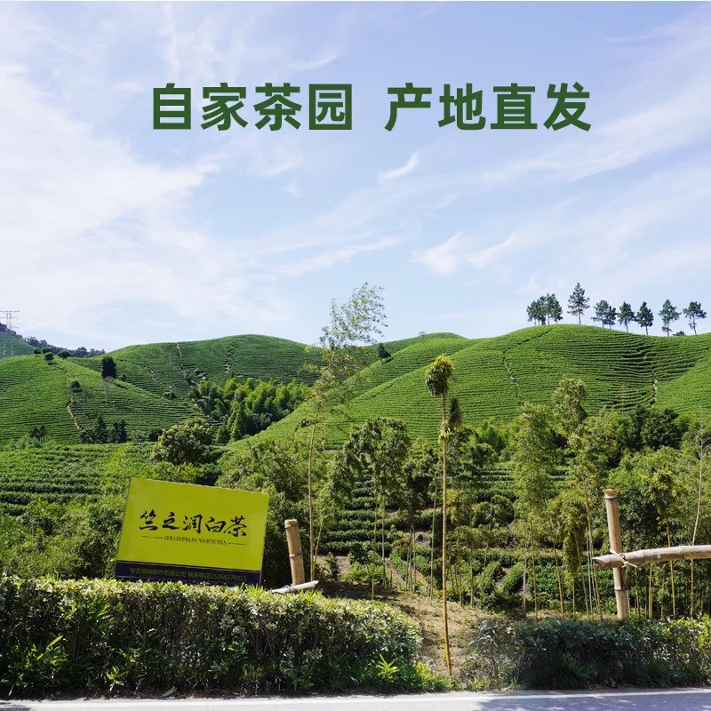 安吉白茶2025年新茶春茶自家茶园批发价格明前茶！