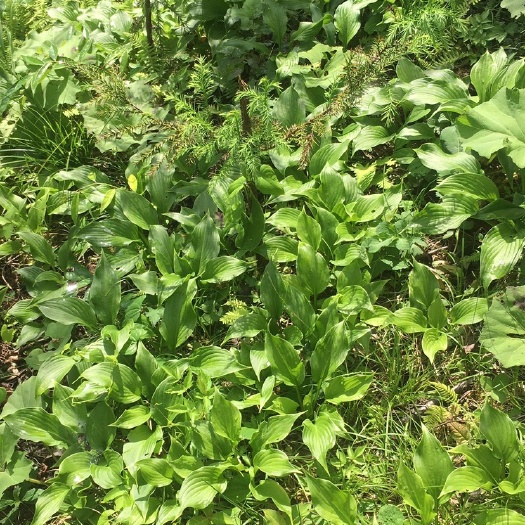 恩施市中药材玉簪花 玉缵花幼苗
