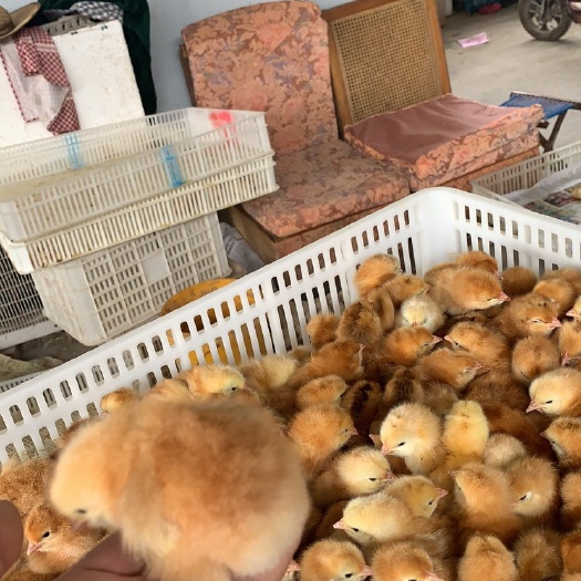 宁阳县红公鸡苗 公