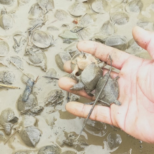 广州 鳖苗甲鱼苗中华鳖苗水鱼苗