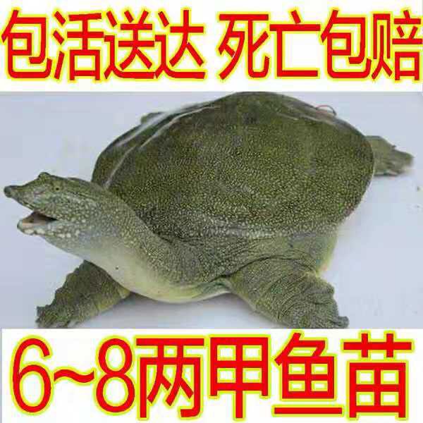  6-8两大甲鱼苗大量有货供应，正宗甲鱼苗，成活率高生长速度