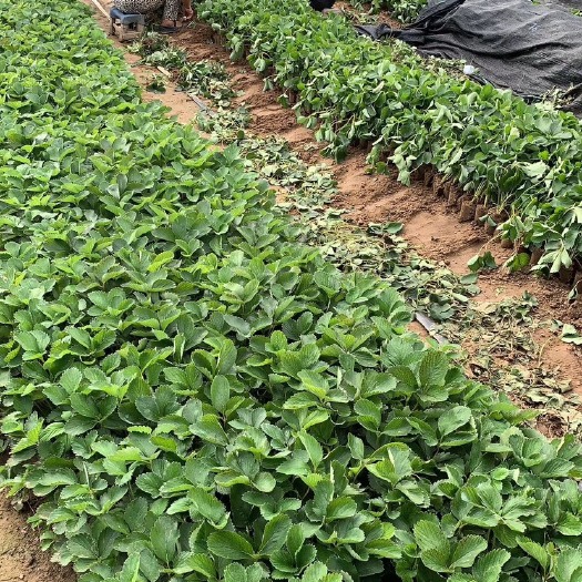 泰安红颜草莓苗 10~20公分 地栽苗