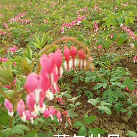 菏泽荷包牡丹  花开心型