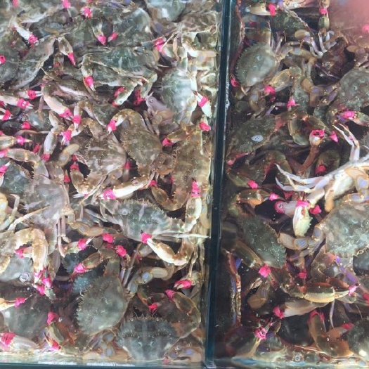  花盖蟹批发零售
