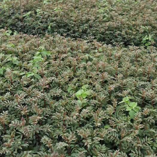 昆明 花椒苗红椒苗，大红袍