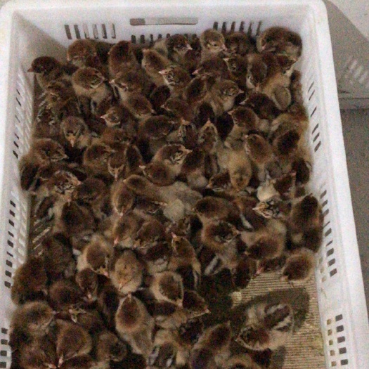 嘉祥县青脚麻鸡苗 统货