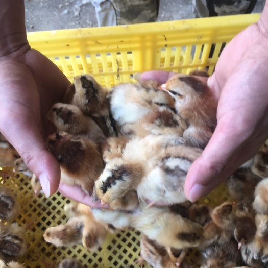 南宁土鸡苗 公