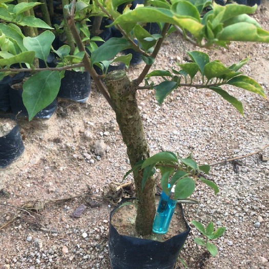 漳州紫花三角梅 小叶紫，主干高度30公分左右，直径1公分起