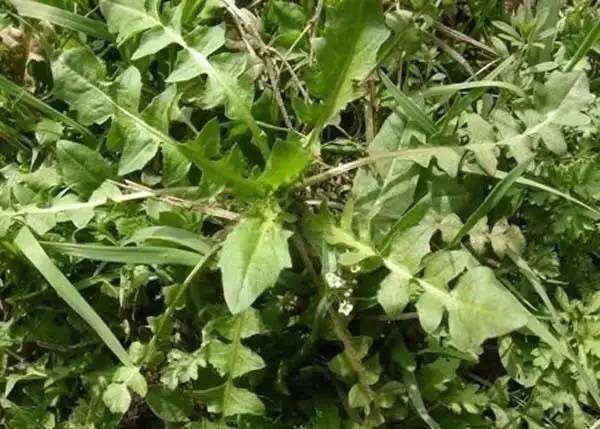 沭阳县 荠菜种子
